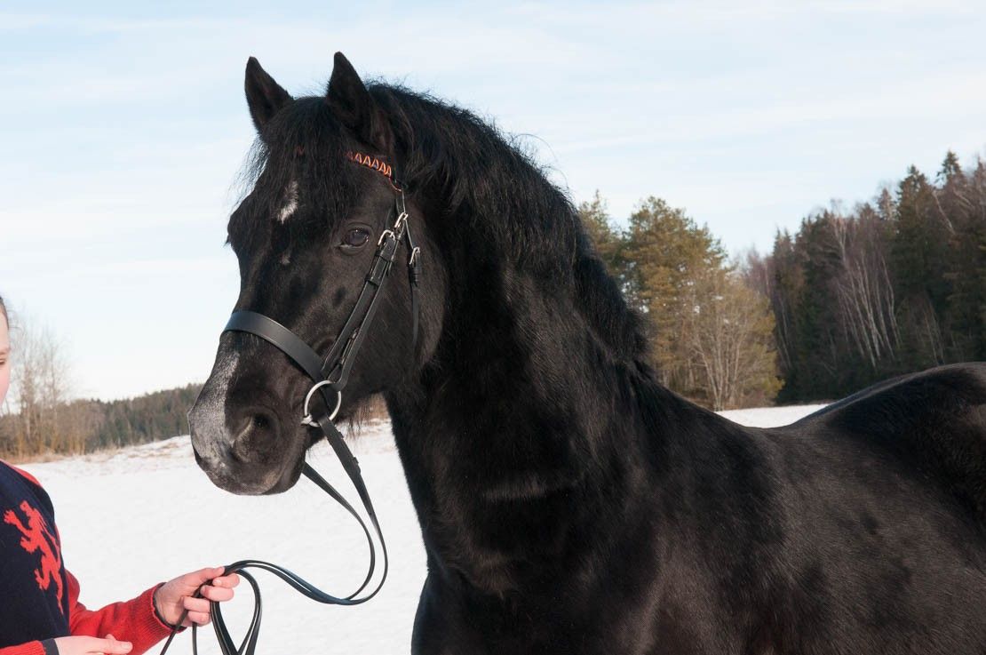 Danaway Mathias svart Welsh Cob Hingst