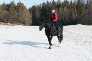 Danaway Mathias svart Welsh Cob hingst ridd i snøen av ung jente