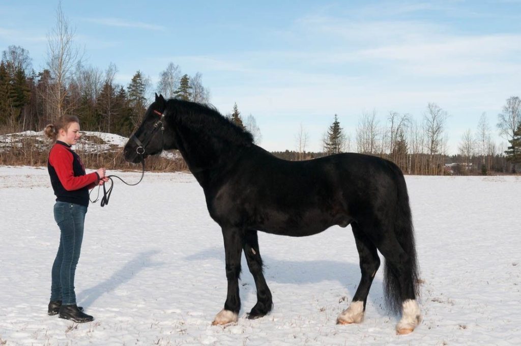 Danaway Mathias svart Welsh Cob i snøen