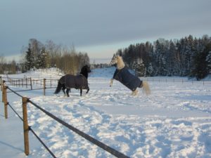 En svart Welsh Cob hingst og en hvit Araber leker i snøen