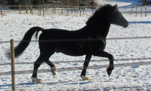 Svart Welsh Cob hingst som traver i snøen