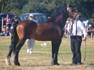 Brun Welsh Cob hingst Trevallion Valentino