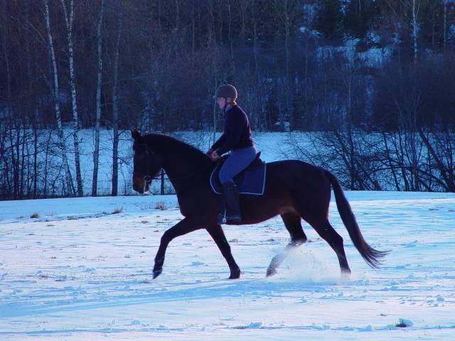 Brun hest og rytter som traver i snøen