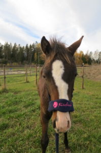 Brown horse with blue halter