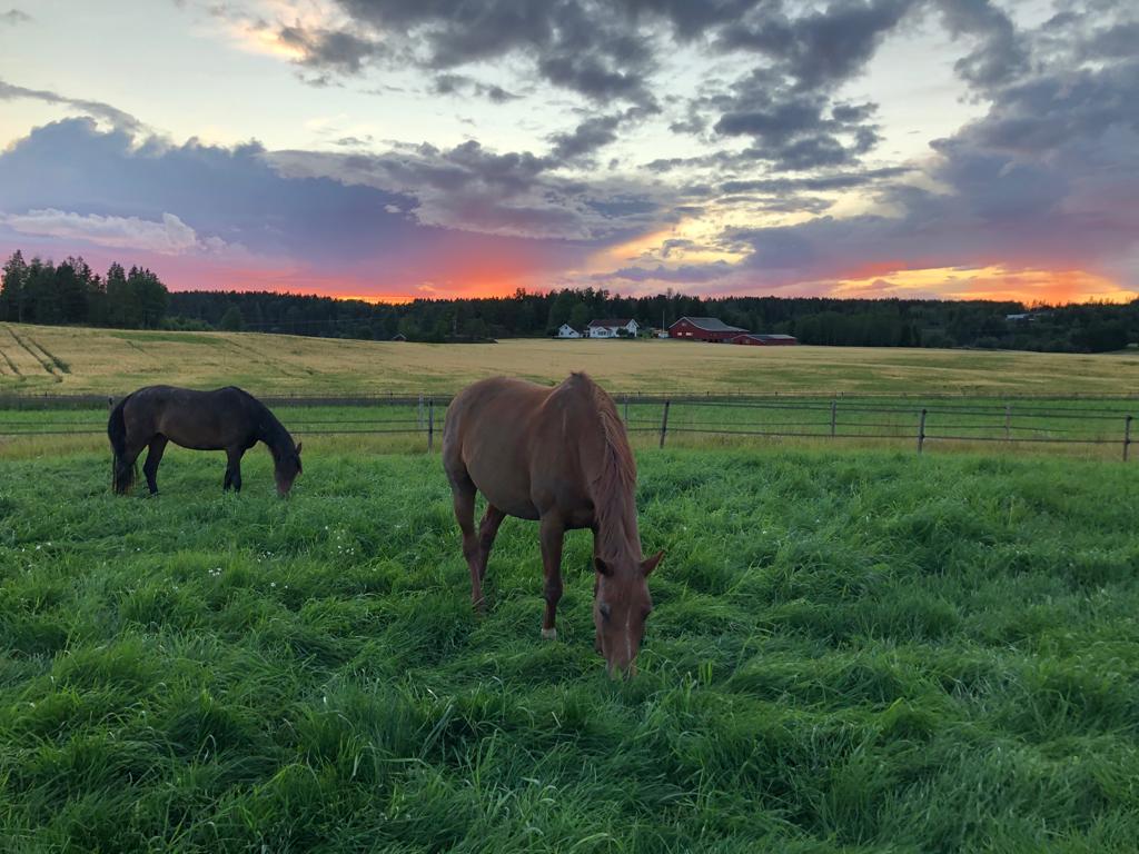 Horses grazing on grass in sunset