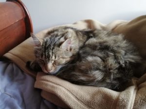 Stripete langhåret katt sover på et teppe