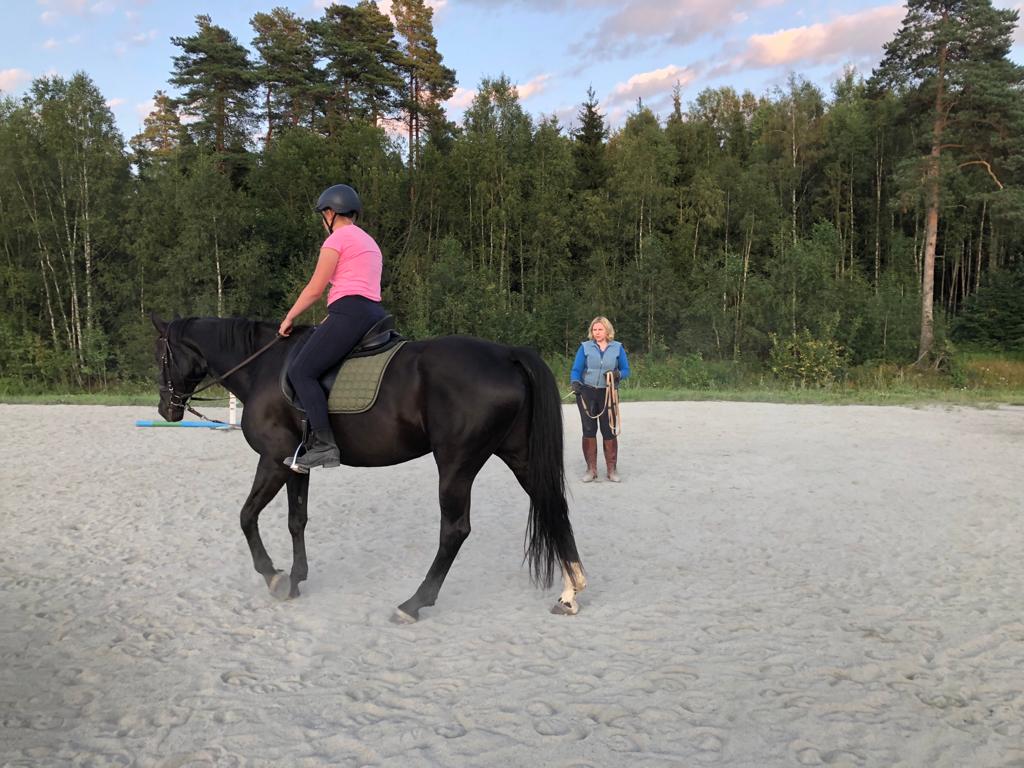 Svart hest med rytter i longelinjen. En ridetime kan være en fin gave.
