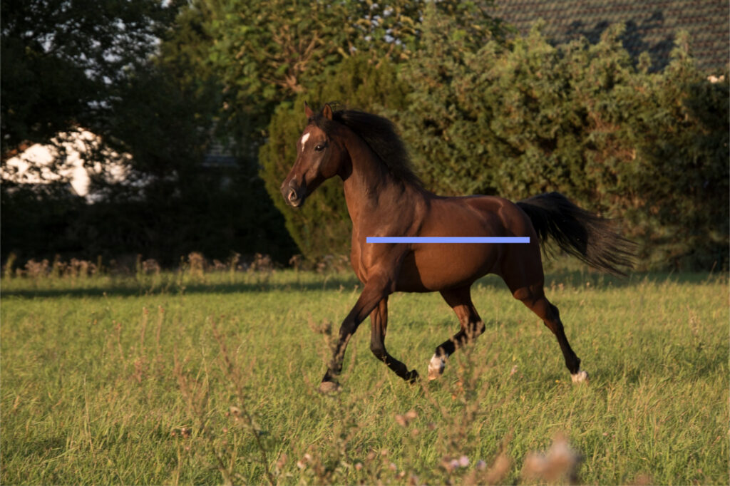 Brun Araber hest som traver i balanse