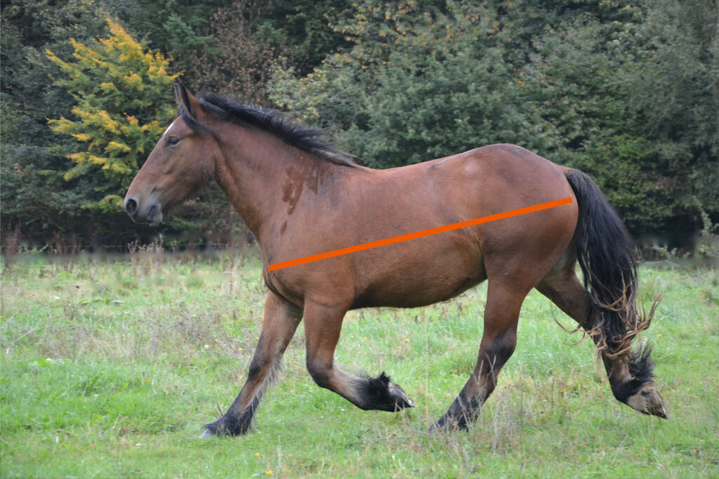 Tung brun hest som traver på forparten