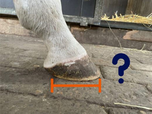 Hestehov fra hvit hest med oransje linje som måler lengden og spørsmålstegn