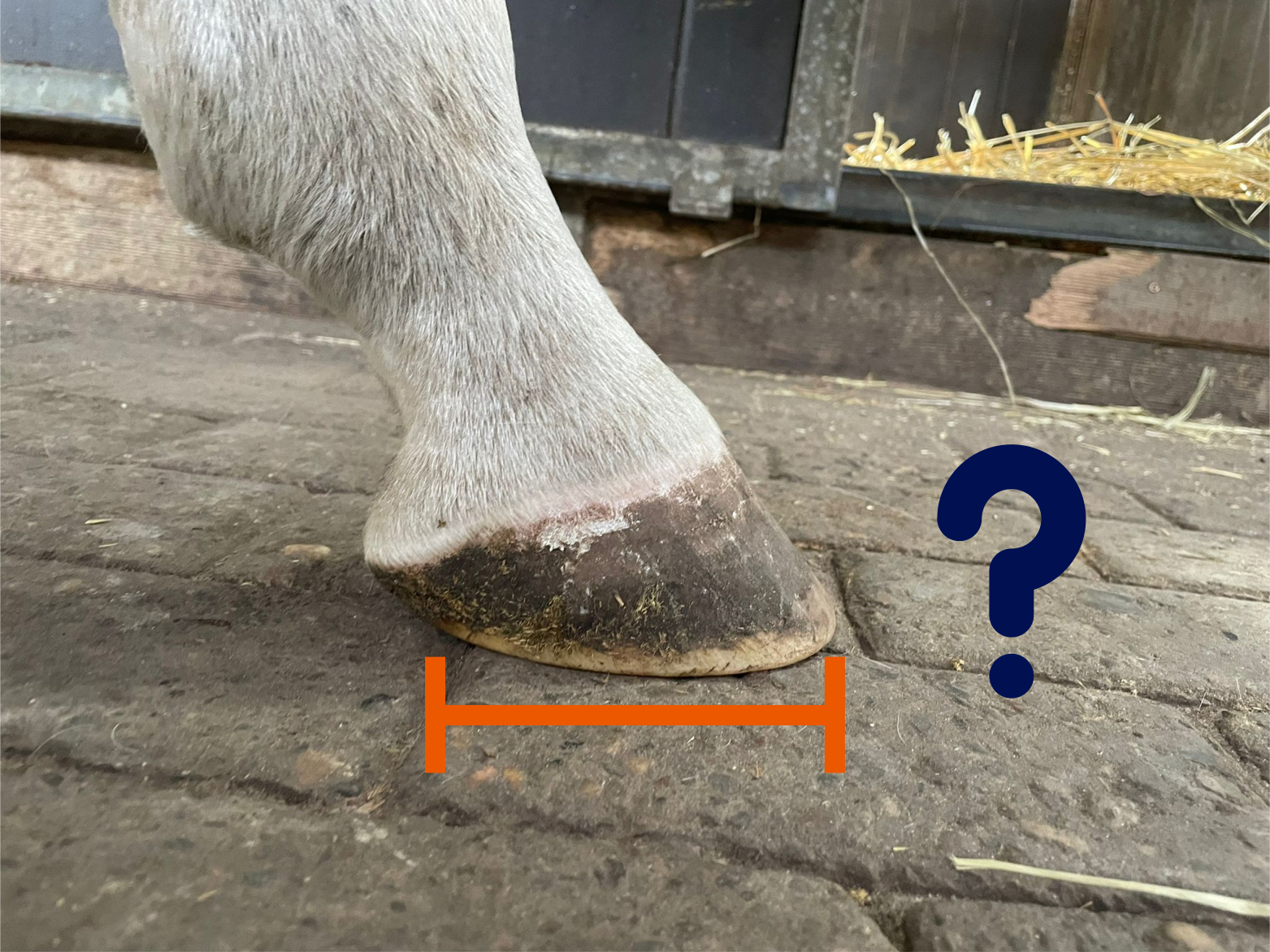 Hestehov fra hvit hest med oransje linje som måler lengden og spørsmålstegn