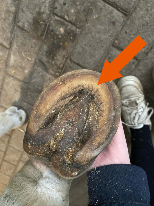 Undersiden av en hov med en oransje pil som peker mot tåomradet