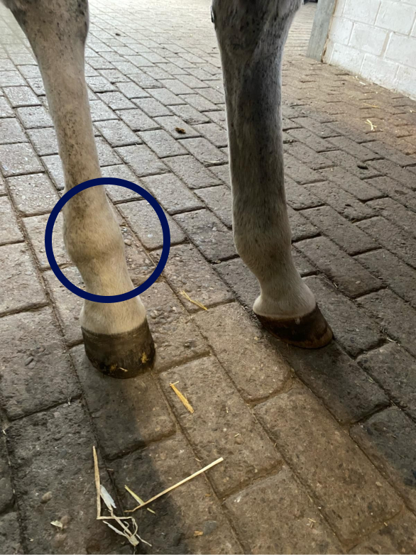 Bakbeina til en hivt hest med en blå ring tegnet rund høyre kodeleddet. Er disse bakhøvene for korte? Hvordan man vurderer hovlengden