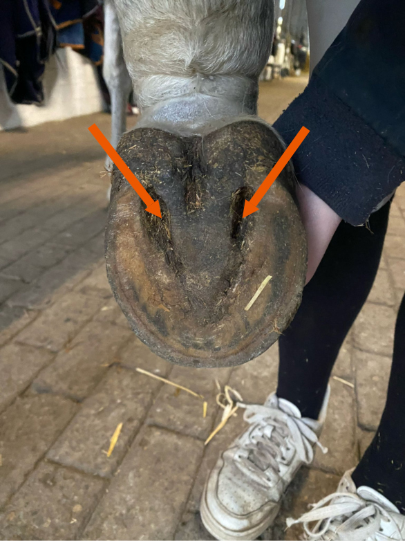 Undersiden av en hov med oransje piler besiden strålen