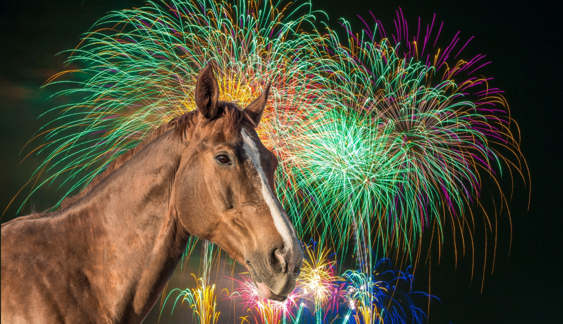 Et hestehode foran fyrverkeri