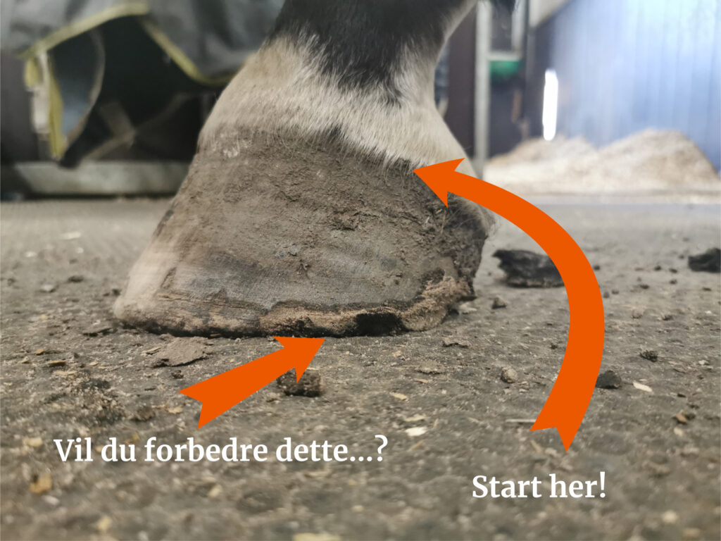 Hestehov med dårlig hovkvalitet