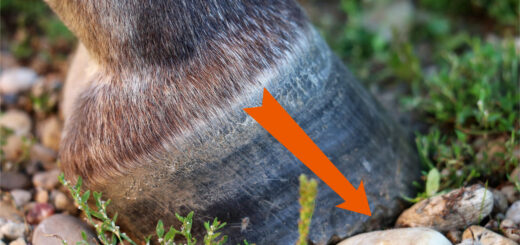 en barfot hestehov med en oransje pil som viser hovens vekstretning