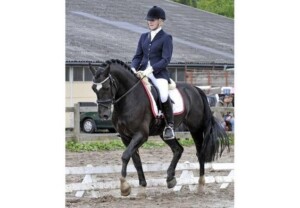 Danaway Zedan - sønn av Danaway Mathias Welsh Cob ris i dressurkonkurranse