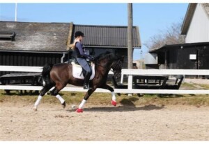 Danaway Zedan - sønn av Danaway Mathias Welsh Cob under sal