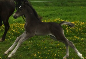 Datter av Danaway Mathias Brun Welsh Cob hoppeføll springer på beite