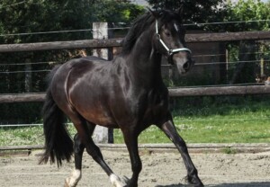 Furys Mathiason - sønn av Danaway Mathias Svart Welsh Cob travende i ridebanen