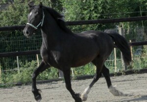 Furys Mathiason - sønn av Danaway Mathias Svart Welsh Cob travende på ridebanen