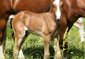 Heartbreaker Valentino - sønn av Danaway Mathias Brun Welsh Cob føll