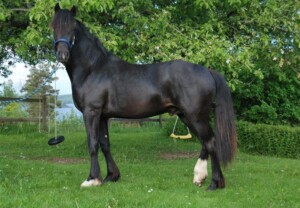 La Jawdrop Cymro - sønn av Danaway Mathias Sidebilde av svart Welsh cob i hagen