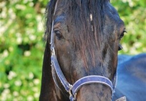La Jawdrop Cymro - sønn av Danaway Mathias Hodebilde av svart Welsh Cob
