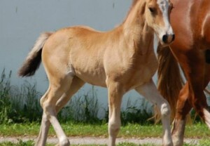 Linner Briony, datter av Danaway Mathias Rød Welsh Cob føll som traver