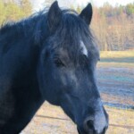 Danaway Mathias - a beautiful, expressive head Headshot of Black Welsh Cob stallion