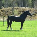 Danaway Mathias enjoying the summer Black Welsh Cob stallion sideview in grass field