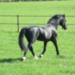 Mathias trotting around in the field Black Welsh Cob Stallion Danaway Mathias trotting in field
