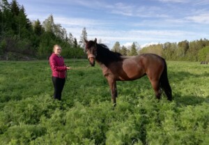 Raaken Leap of Faith som 2-åring. Far er Danaway Mathias, ut av en Engelsk Fullblodshoppe - den klassiske sportshesten! Brun Welsh Partbred på beite med ung kvinne