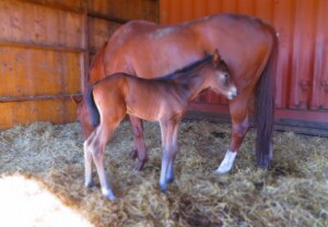 Raaken Leap of Faith ('Loffen') som nyfødt Brun Welsh Partbred føll med rød hoppe i halmen