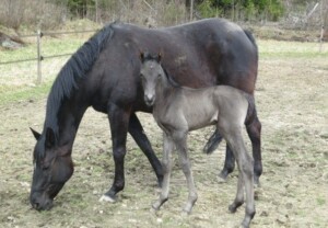 Raaken Magic Bullet, by Mathias out of a Danish Warmblood dressage mare Svart Welsh Partbred føll med svart hoppe