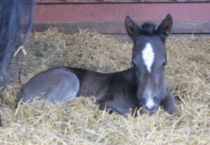 Raaken Practical Magic (Polly) som nyfødt Svart Welsh Partbred føll Polly ligger i halmen