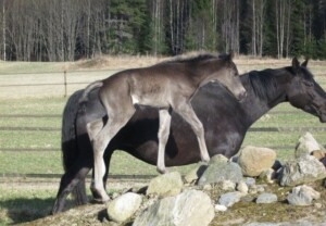 Raaken Practical Magic - en dag gammel og skal erobre verden! Svart Welsh Partbred føll klatrer på en steinhaug